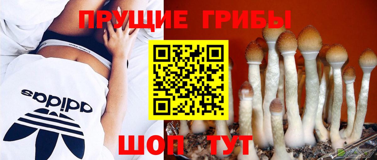 Галлюциногенные грибы GOLDEN TEACHER  наркотики  Черняховск  Вход с VPN  Галлюциногенные грибы Cubensis 